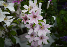 En nieuw bij Hoogeveen Plants: Clematis