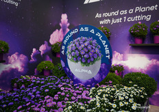 Maar ook de Alpha Aster stond in de spotlights