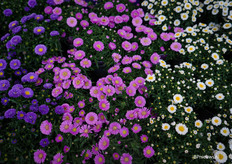 In drie verschillende tinten