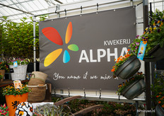 Oranje boven in de stand van Kwekerij Alpha