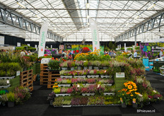 De stand van Plantas