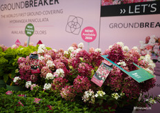 De nieuwste Groundbreaker van Alex Schoemaker in prachtige kleuren