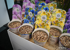 Een nieuwe serie van Allium in drie kleuren die onder het merk All I am vallen