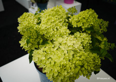Little light hydrangea paniculata