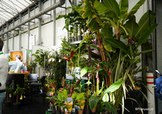 De tropische stand van Flores in Terra