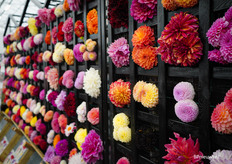 Een weelde van kleurrijke Dahlia's in de stand van Fred de Meulder