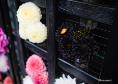 Zelfs een zwarte Dahlia!