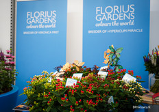 Hypericum in de stand van Florius Gardens