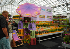 De kleurrijke stand van Colour your Garden