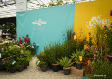 de stand van Meerplant