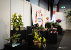 De nominaties voor de Glazen Tulp Award