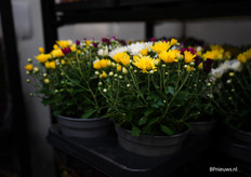 En het chrysantenseizoen is net begonnen