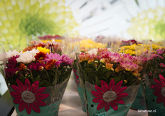 Chrysanten van Gebr. Nederpel potplanten