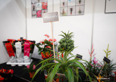 Deze bijzondere ananasplant met babyananasjes dingt ook mee naar de winst van de glazen tulp