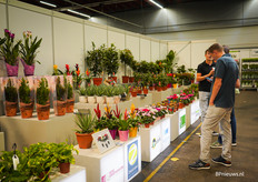 In de stand van Sureplants