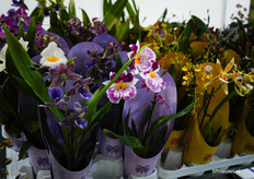 Bijzondere orchideeën bij Inca Orchids