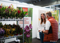 Sonia Brandys van Inca Orchids 