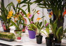 Hele bijzondere en unieke orchideeën soorten bij Top-Orchid