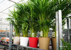 De palmen van Fondieplant