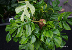 Het lijkt een Monstera, maar dat is het niet. Het is een Philodendron Minima van Ichtus Flowers & Plants