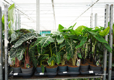 Groene tropische kamerplanten van Ichtus Flowers & Plants