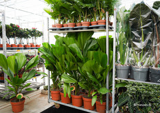 Licuala Grandis van Ichtus Flowers & Plants