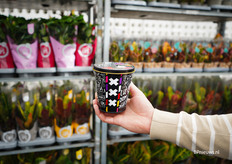 Blik met twaalf tulpenbollen van BOLT. Ideaal te stapelen en blijft lang houdbaar in het donker. Binenkort ook hyacinth- en narcisbollen.