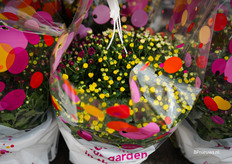 Skygarden van Kwekerij Meerrust