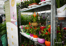 Bromelia's van LKP, sinds eind vorig jaar onderdeel van The Green Brand Factory