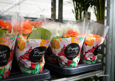 Kleurrijke Begonia's