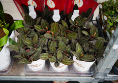 Ludisia van Bush Brothers, een aardorchidee waarbij het vooral om het blad gaat.