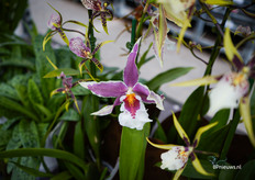 Brassia van Bush Brothers