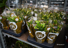 Schlumbergera van De Vries in een nieuwe goudkleurige More Lips hoes, de meeste worden verkocht rond de kerst