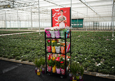 Speciale More Lips mixkarren, veel mixen gaan richting Oost-Europa