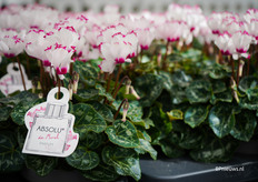 De geurende cyclamen van Morel, geteeld door Gevers planten