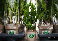 Zamio's van Maron Plants nu ook in pot 12