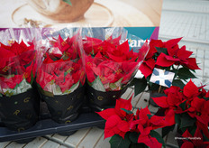 Poinsettia Luna in kerstverpakking, zes in een traytje