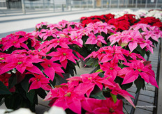 Poinsettia's uit het assortiment van Suntory Flowers dat Beekenkamp ook laat zien naast hun eigen assortiment