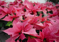 Een hot pink proefnummer van Beekenkamp