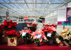 Bij Beekenkamp laten ze zien hoe je Poinsettia's op een leuke manier cadeau kunt geven.