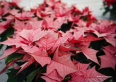 Een neutrale roze proefnummer uit dezelfde serie als de hot pink van Beekenkamp