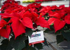 En nog een favoriet van Ard: Indra Red met een bijna oranje rode kleur