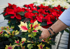 Papagena is een succes en ook ideaal voor een kleine potmaat