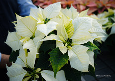 Alaska is volgens Andrea de nummer 1 in witte poinsettia's