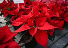 Mirage Red van Florensis