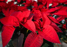 Gloriette Brilliant Red springt er uit volgens Wout