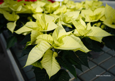 Limoncello van Florensis