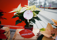 Waaronder Moni, een witte Poinsettia