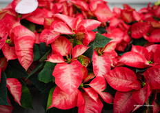 Premium Ice Crystal, veel 6 cm pot geteelt