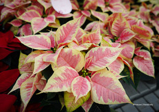 Freya is een hele familie wat ideaal is voor productie